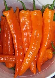 Orange Chili Vegetable Seeds for Planting, heirloom & Non-GMO Seeds